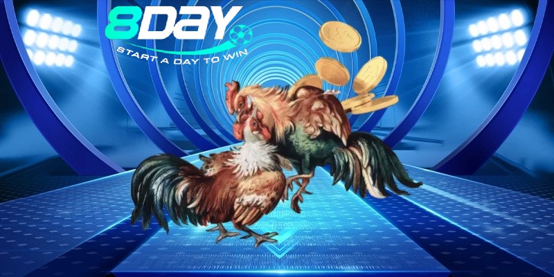 Khám Phá Sảnh Đá Gà 8day – Cược Hấp Dẫn, Minh Bạch và Thú Vị