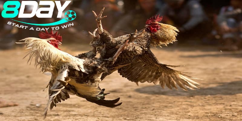 Trò Chơi Đá Gà 8day Hấp Dẫn – Thomo, Cựa Dao, Cựa Tròn và Đá Gà Quốc Tế