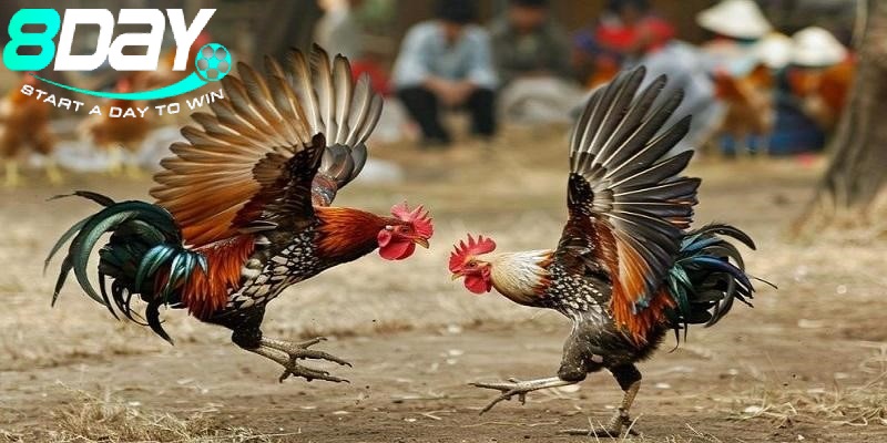Hướng Dẫn Tham Gia Đá Gà 8day – Trải Nghiệm Cược An Toàn, Nhanh Chóng và Hiệu Quả