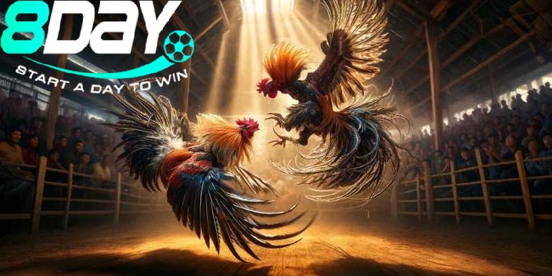 Đá Gà Mỹ 8day: Trải Nghiệm Cá Cược Đỉnh Cao, Đậm Chất Truyền Thống