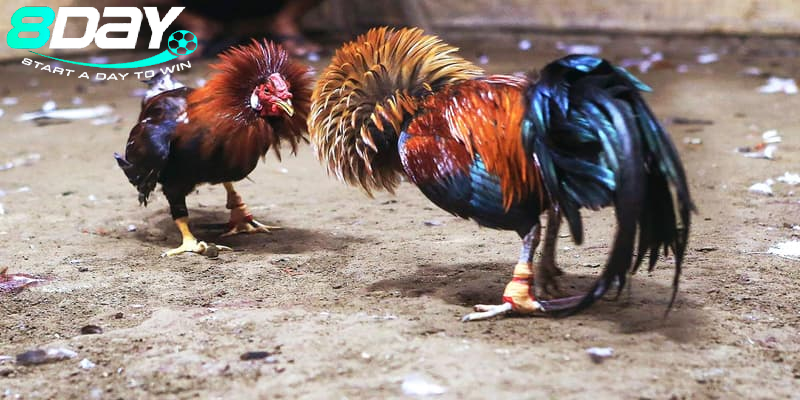 Đa Dạng Loại Hình Trải Nghiệm Tại Đá Gà Mỹ 8day