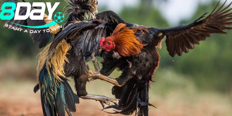 Cẩm Nang Chi Tiết Về Đá Gà Peru