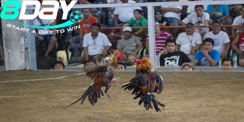 Đa Dạng Loại Hình Đá Gà Peru Cho Người Chơi