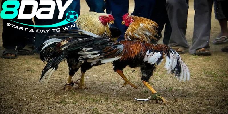 Trọn Gói Dịch Vụ Và Trải Nghiệm Tại Đá Gà Peru