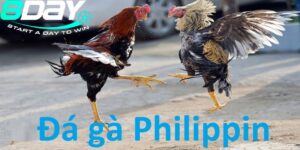 Đá Gà Philippines – Sự Kết Hợp Giữa Truyền Thống Và Cá Cược Hiện Đại