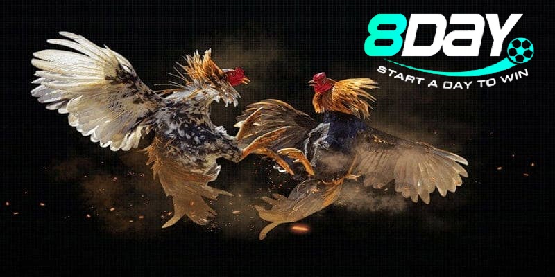 Hướng Dẫn Tham Gia Đá Gà Philippines Cho Người Mới