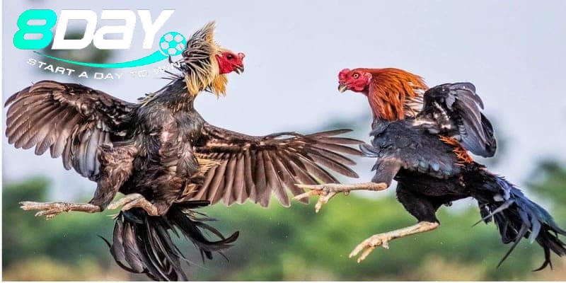 Bí Quyết An Toàn Khi Tham Gia Đá Gà Philippines Lần Đầu