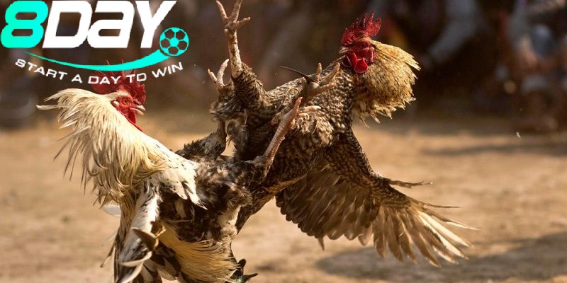 Điều gì khiến Đá Gà Thomo 8day thu hút đông đảo người chơi?