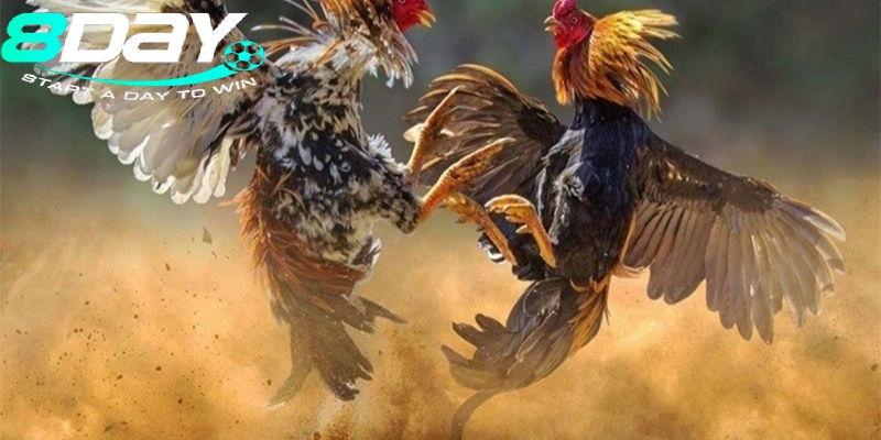 Đá Gà Thomo 8day – Cách theo dõi và đặt cược nhanh chóng