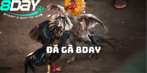 Trải nghiệm thực tế cùng Đá Gà Thomo 8day