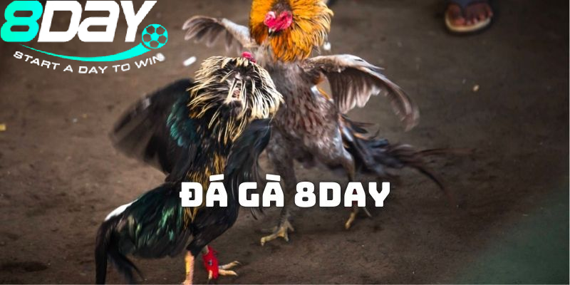 Trải nghiệm thực tế cùng Đá Gà Thomo 8day